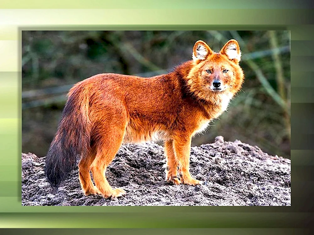 Tian- Shan roter Wolf