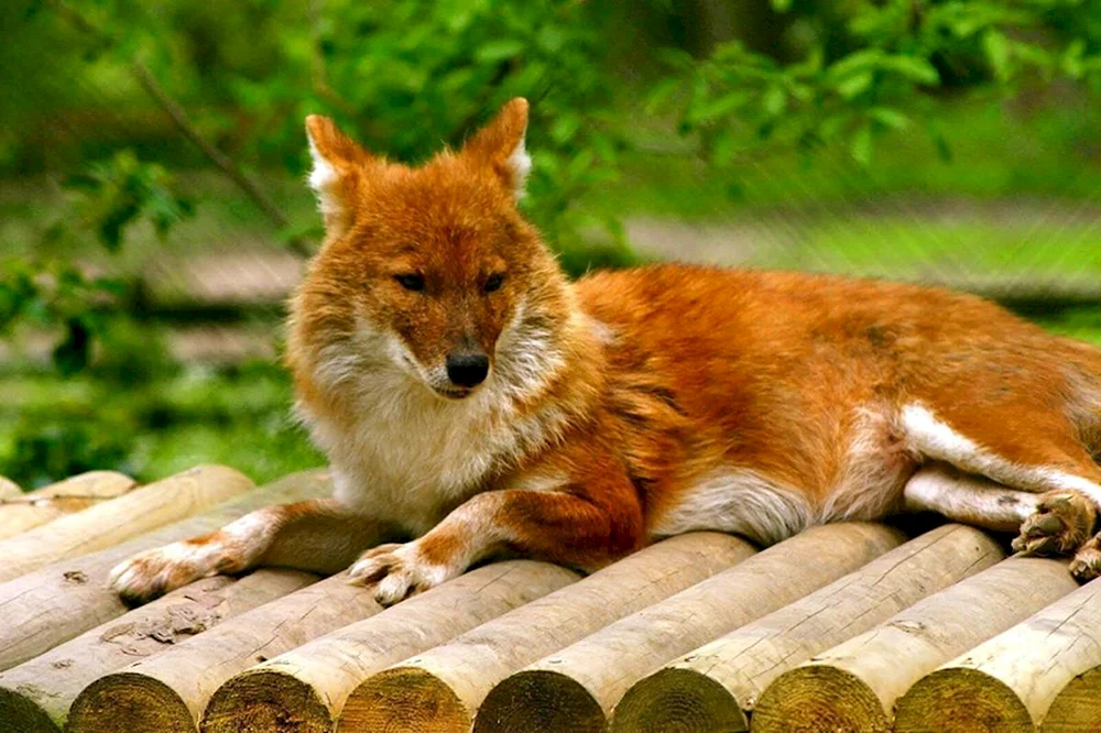 Tian Shan roter Wolf