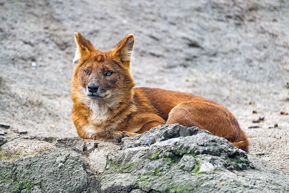 Kaskadischer Gebirgswolf