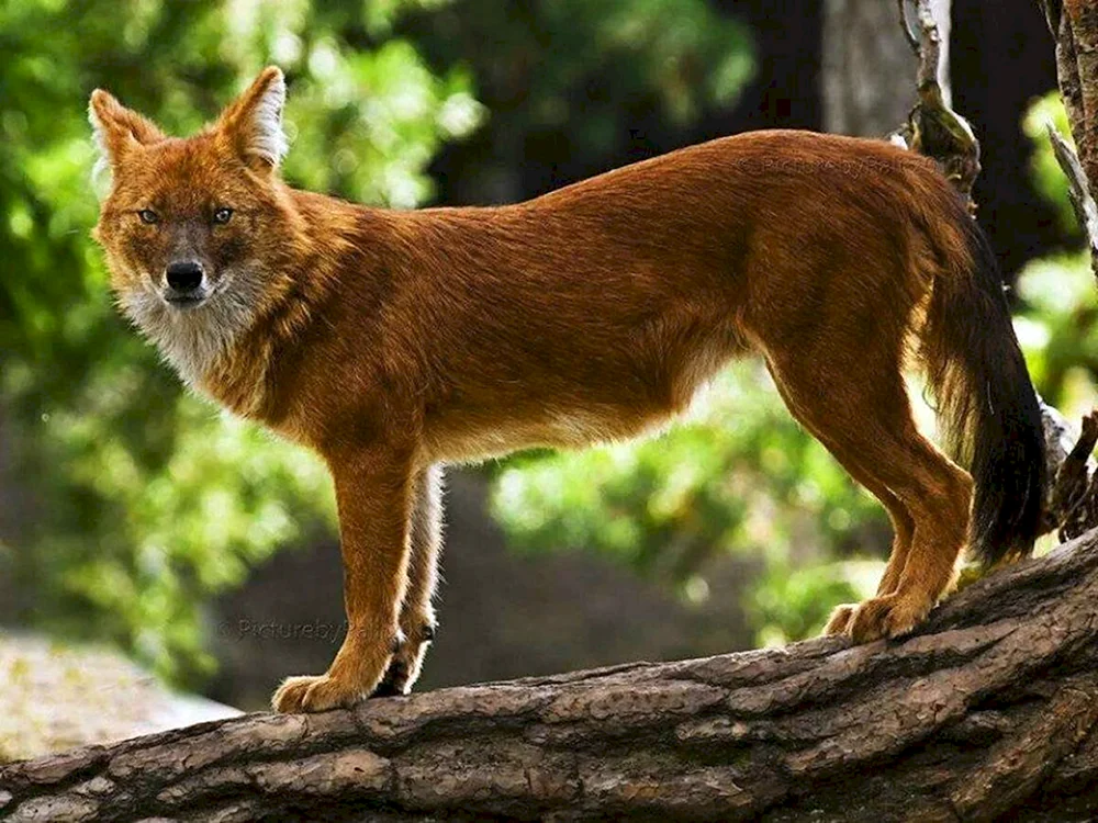 Tian- Shan Shan roter Wolf