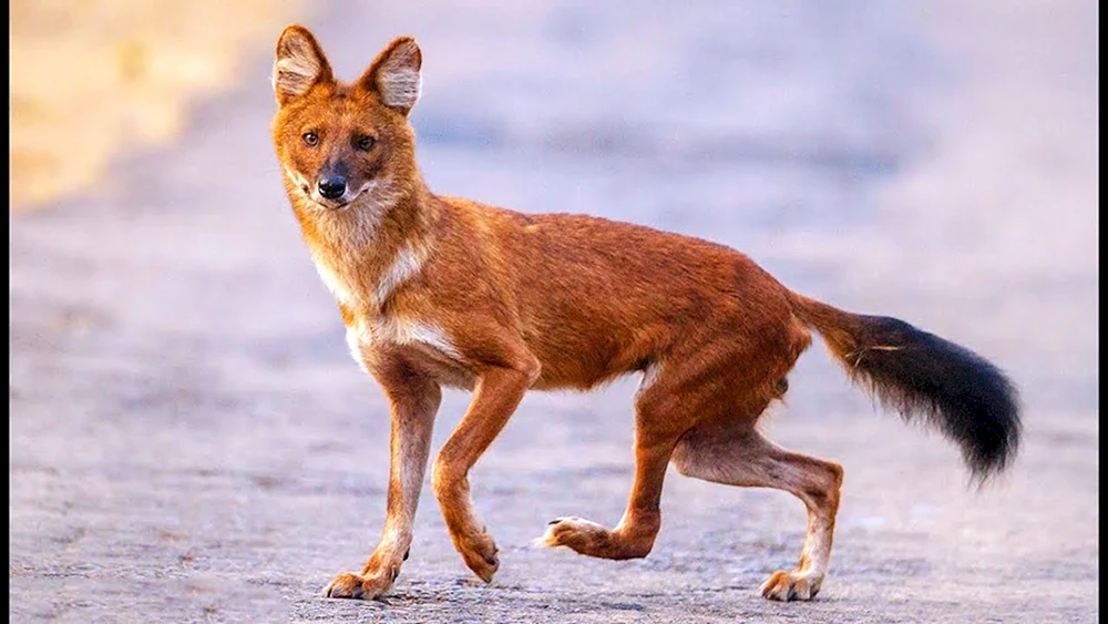 Tian Shan roter Wolf
