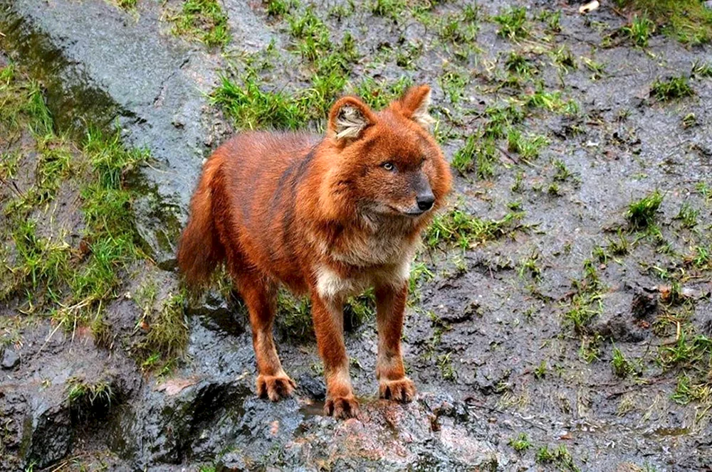Tian Shan roter Wolf