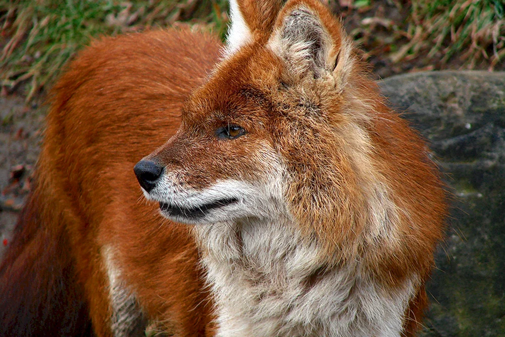 Tian Shan roter Wolf