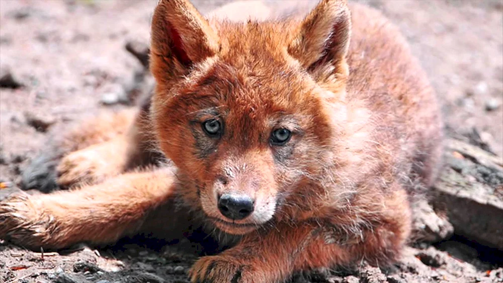 Tian Shan roter Wolf