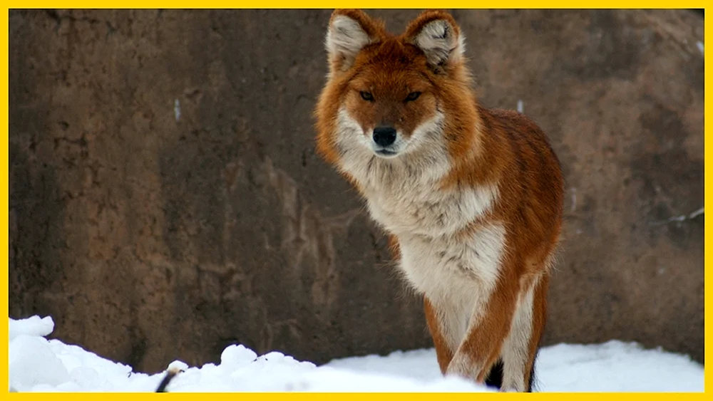 Rotwolf cuon Alpinus