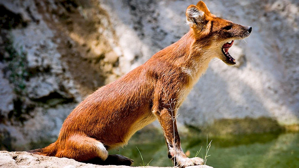 Roter Wolf