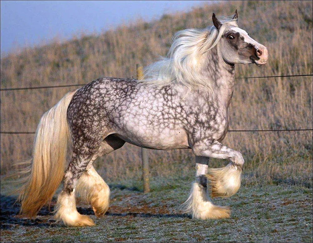 Schweres Pferd Shire