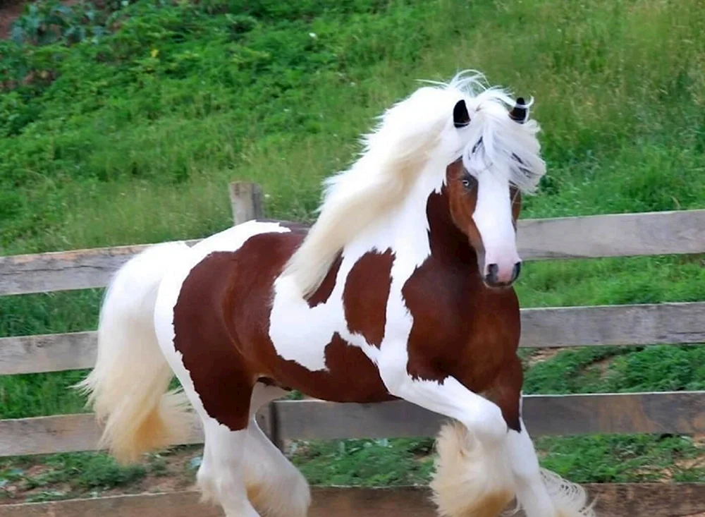 Das Shire schwere Pferd