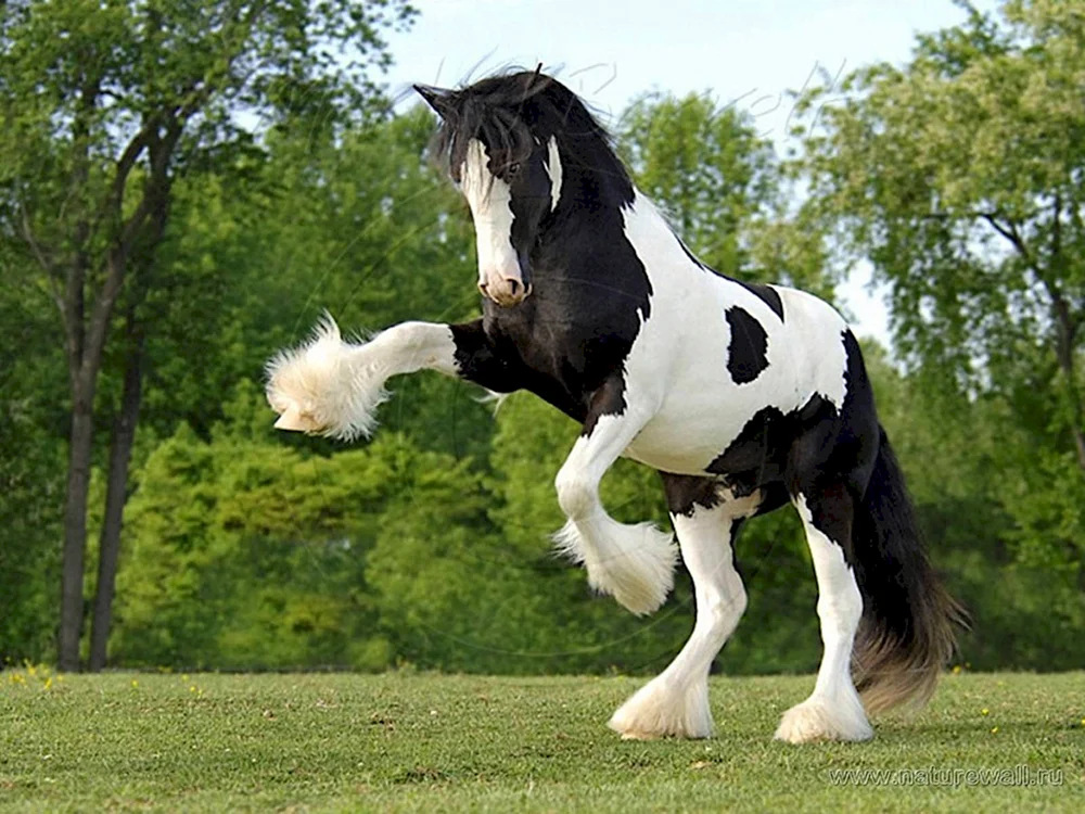 Das Shire schwere Pferd