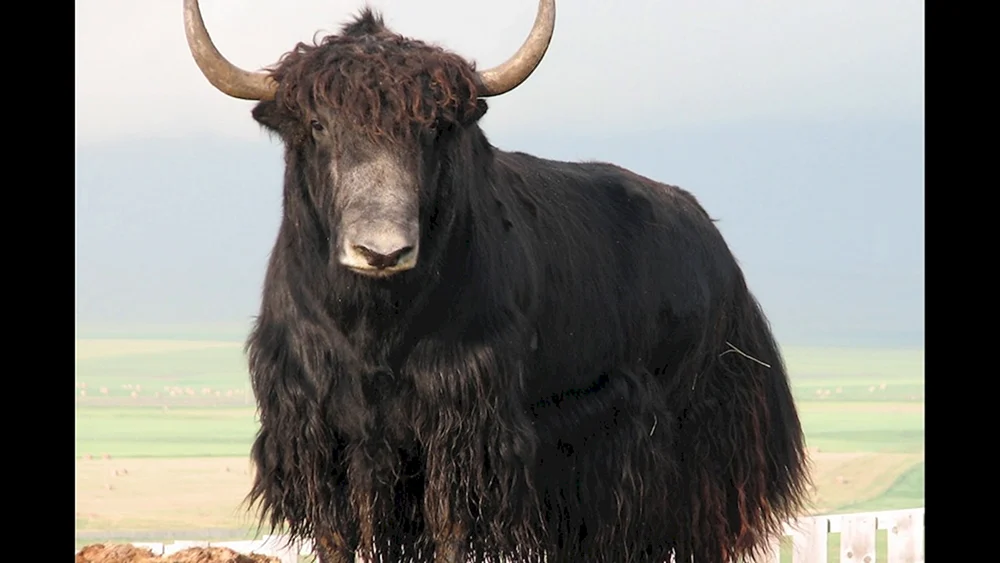 Himalaya-Stier