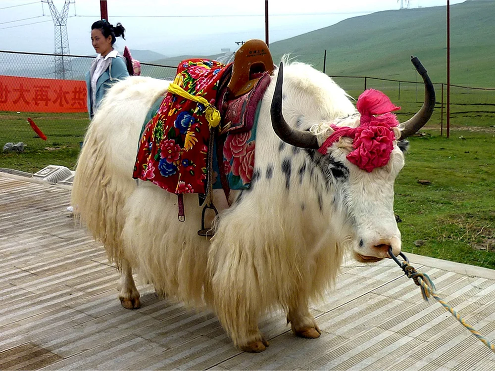 Yak-Tier