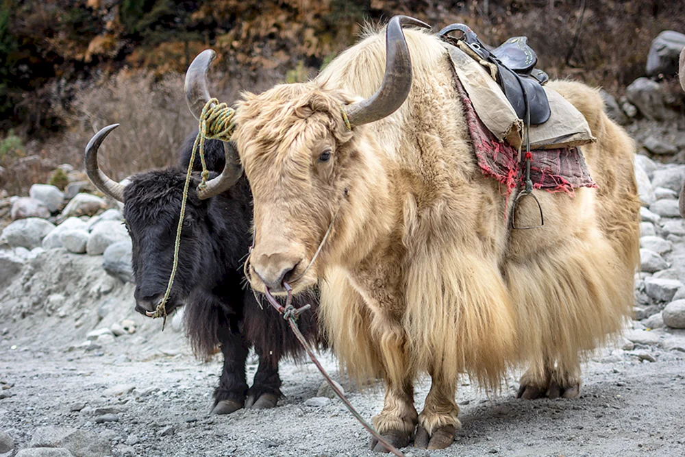 Tibetischer Yak