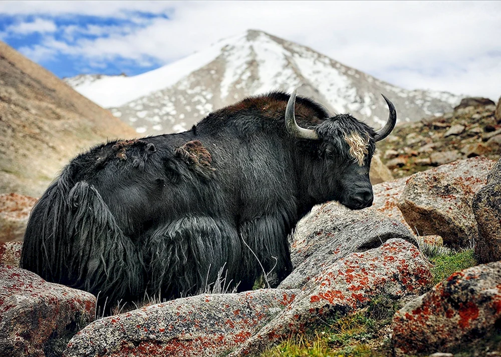 Yak Mongolischer Bulle