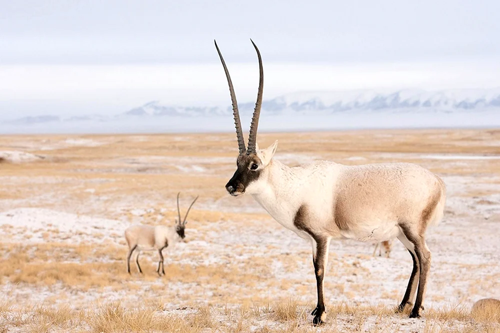 Horntiere