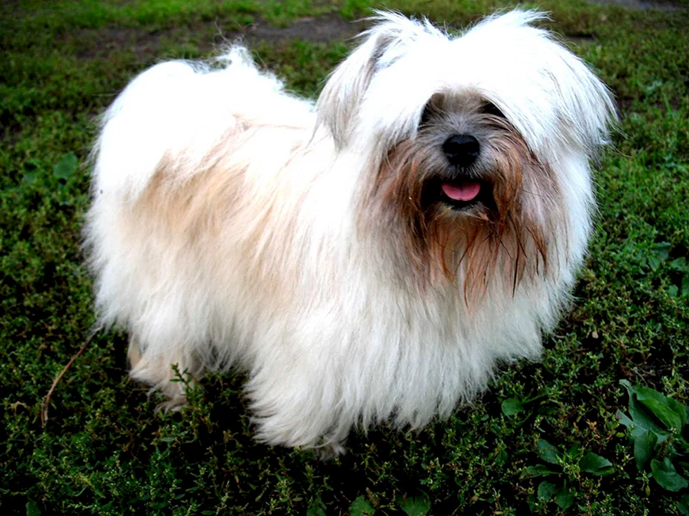 Shih tzu Terrier