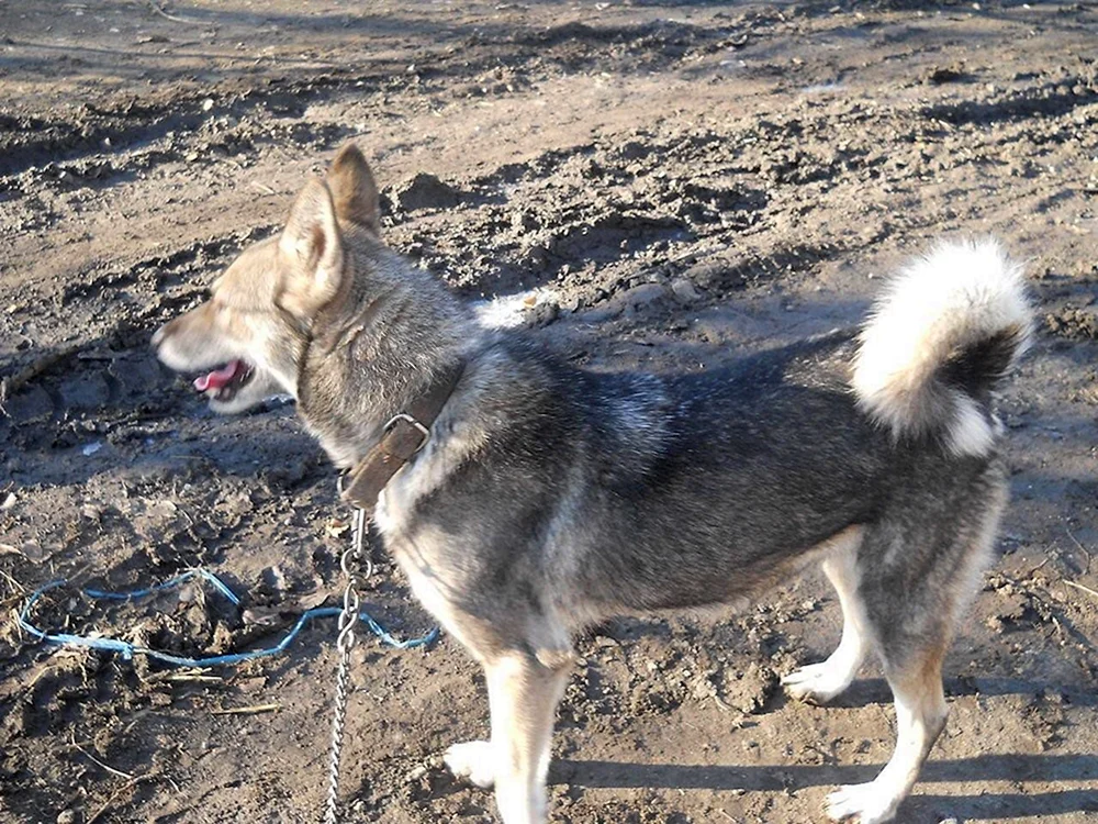 West Sibirischer Husky