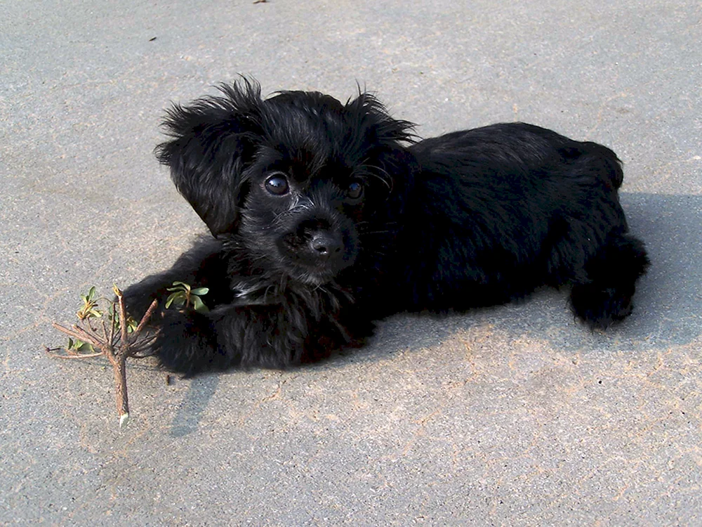 Tibetischer Zwergspaniel Pinscher