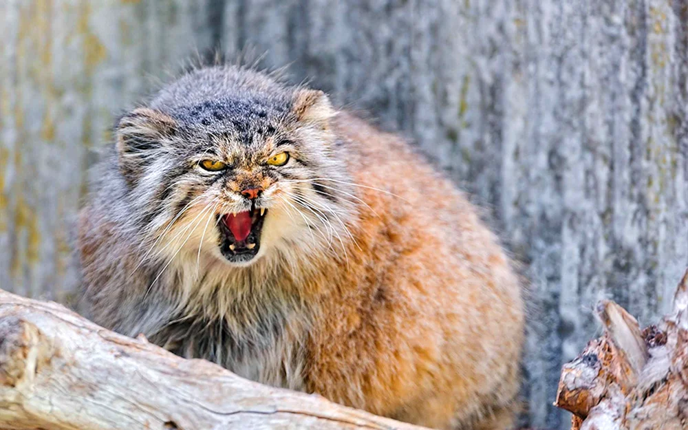 Europäische Schilfwaldkatze
