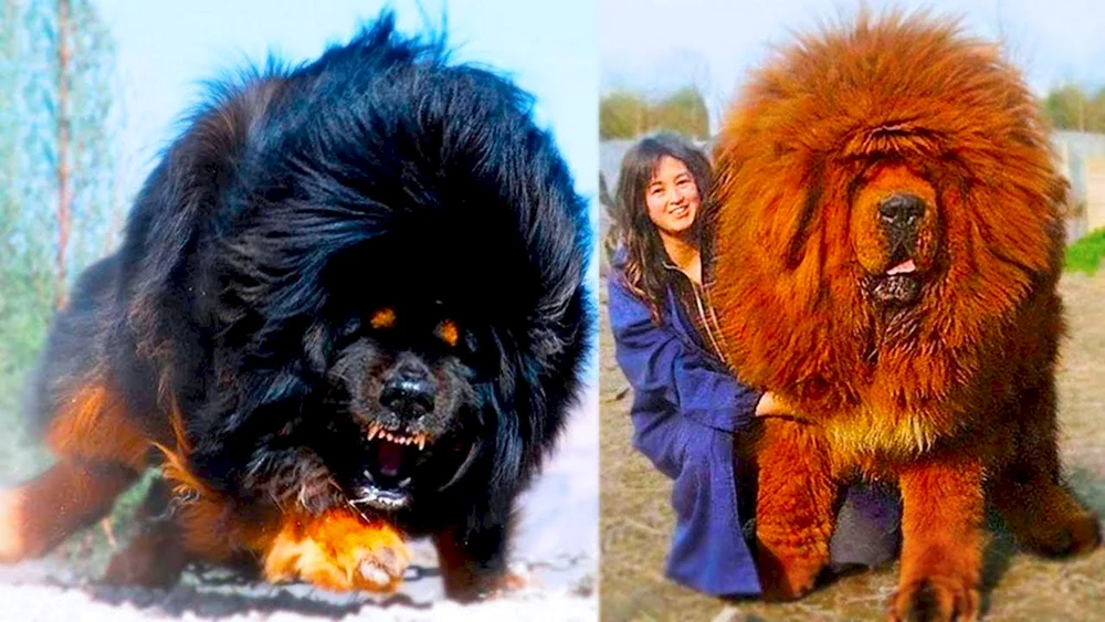 Tibetischer Mastiff