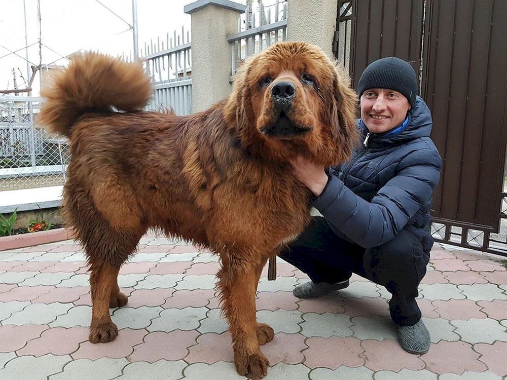 Tibetan Mastiff