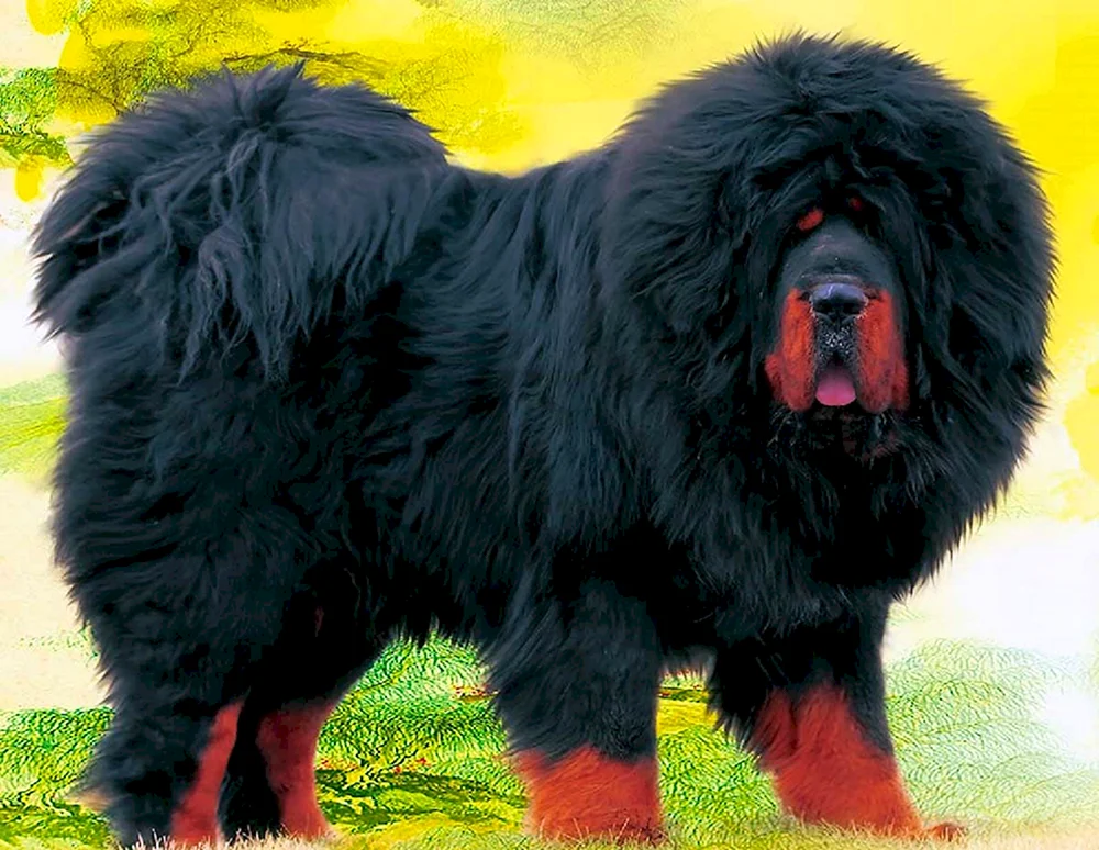 Tibetischer Mastiff