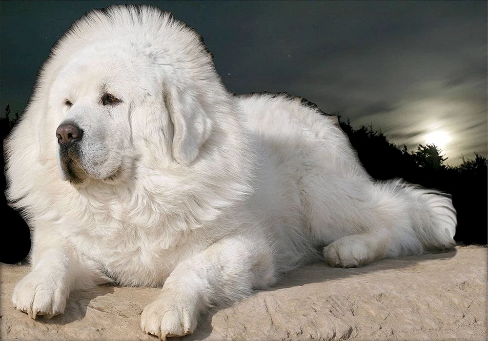 Samojedischer Husky Samojedischer Hund