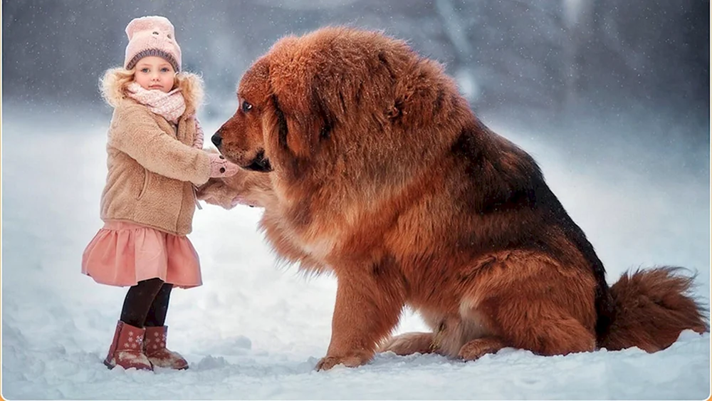Neapolitanischer Mastiff Hercules