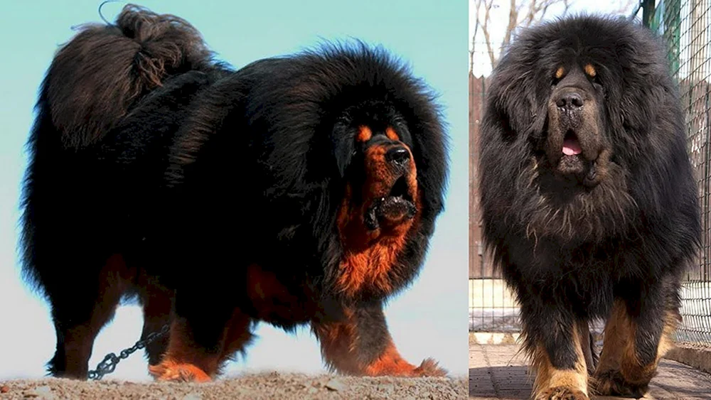 Tibetan Mastiff 2 Meter