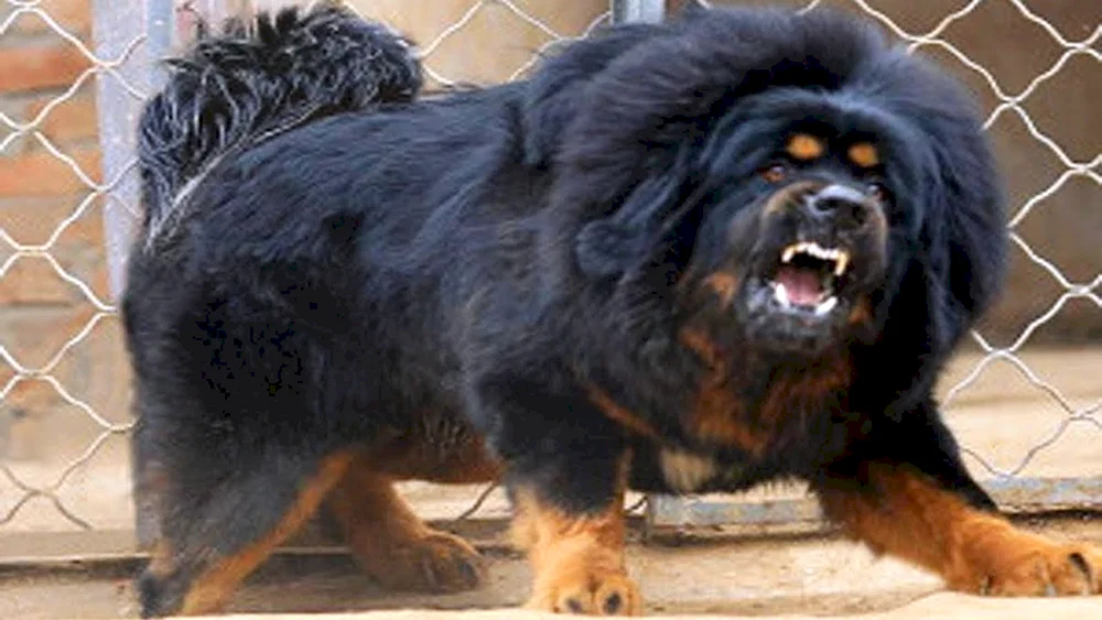Tibetan Mastiff Hong Dong