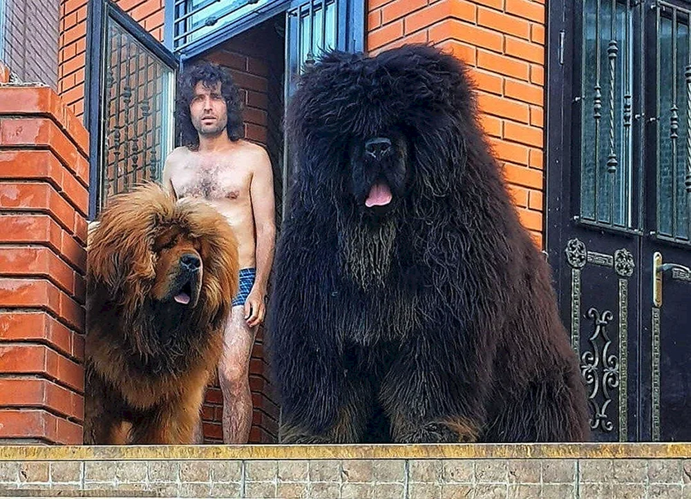 Tibetan Mastiff Hund.