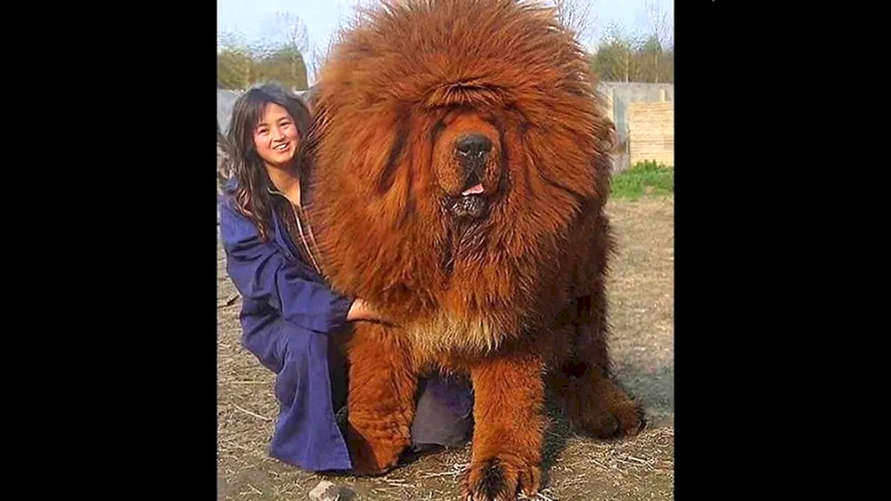 Englischer Mastiff