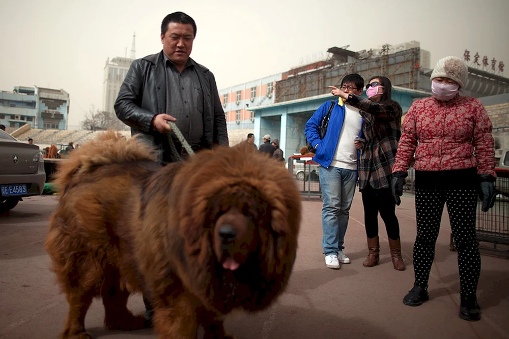 Tibetischer Mastiff