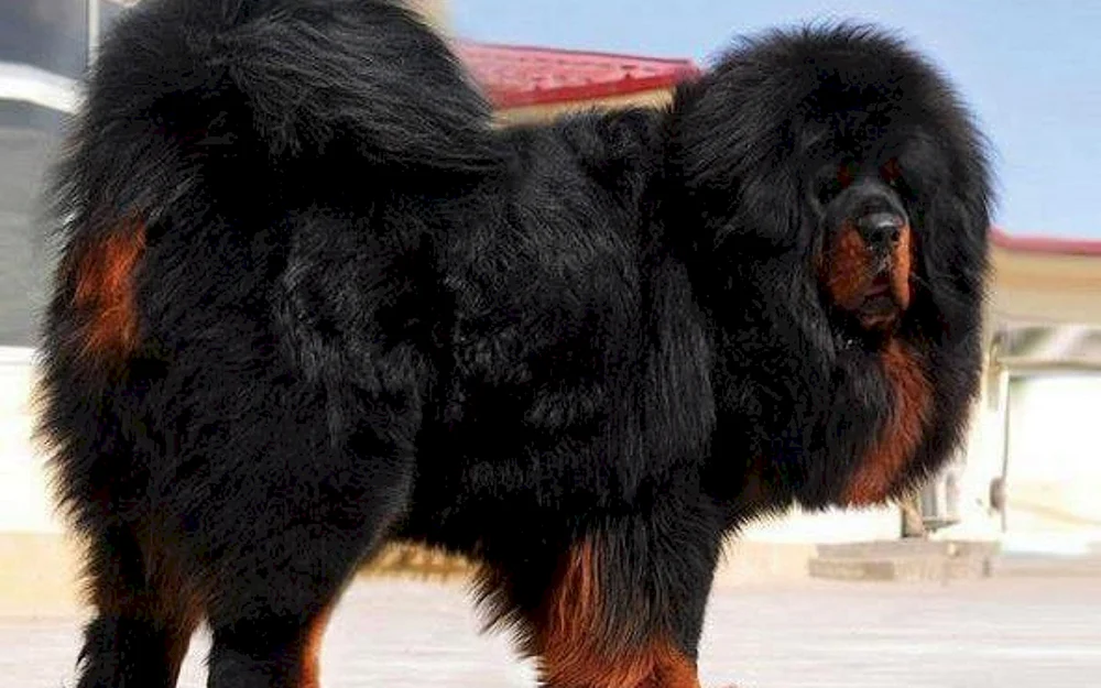 Tibetischer Mastiff
