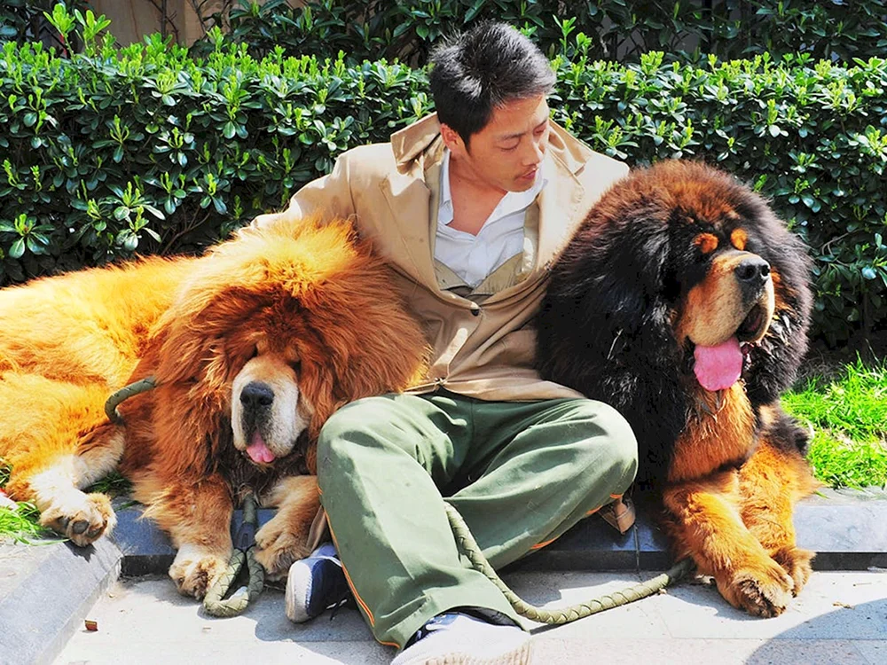 Tibetan mastiff