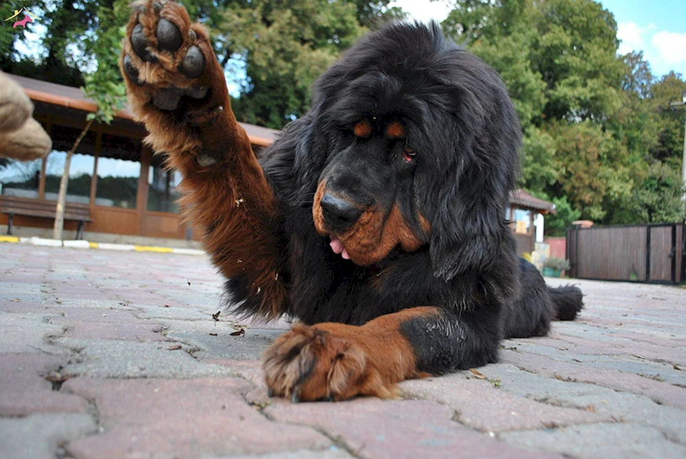 Tibetan mastiff