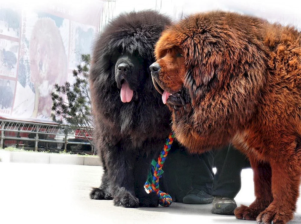 Tibetische Dogge und Alabai