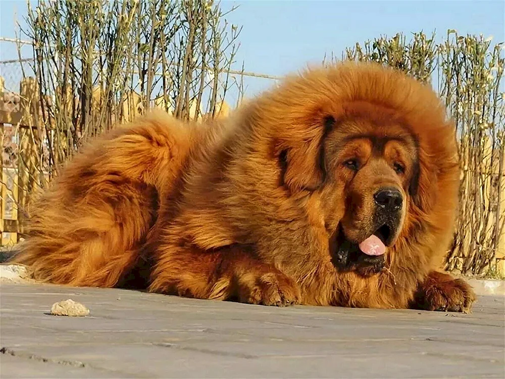 Tibetische Dogge