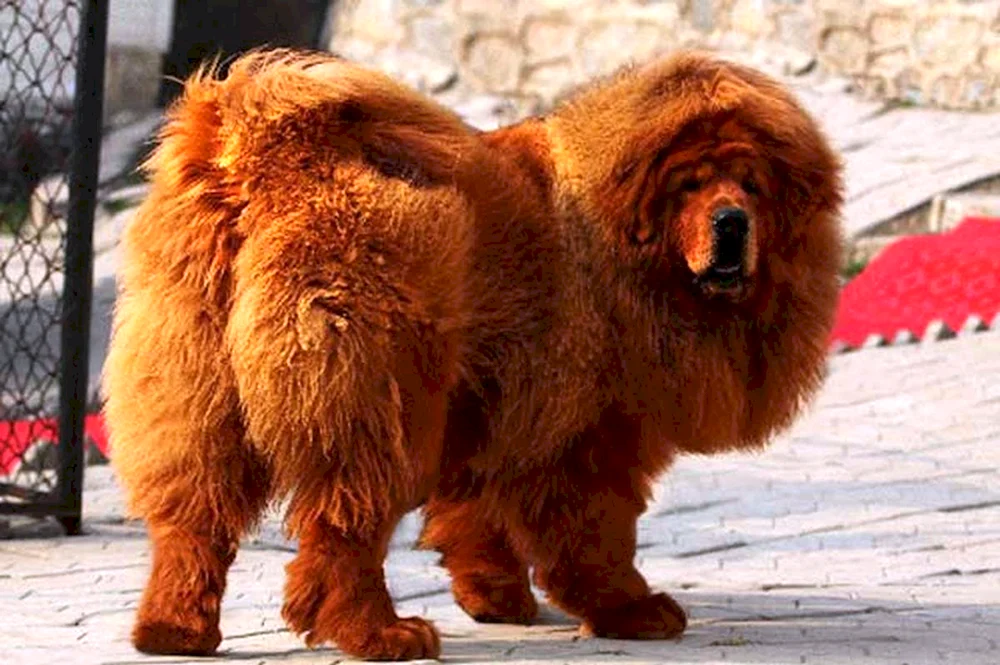 Tibetan Mastiff Hong Dong