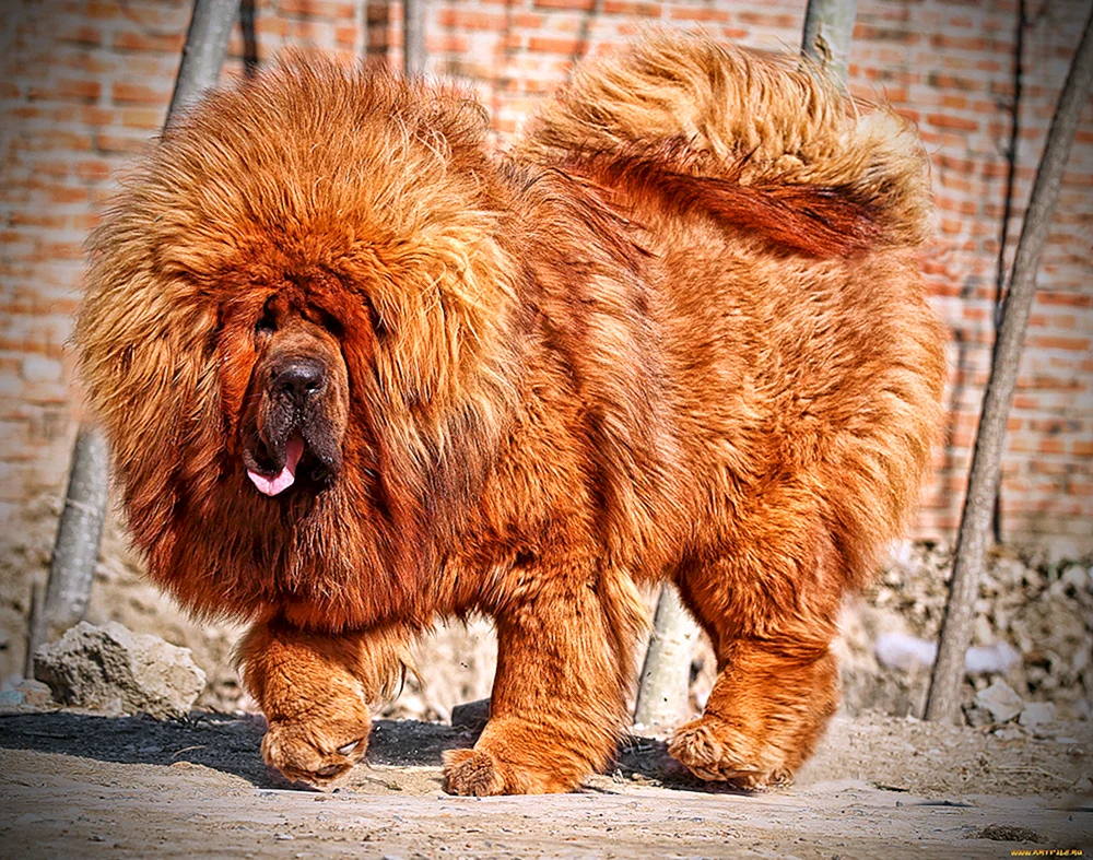 Tibetan Mastiff