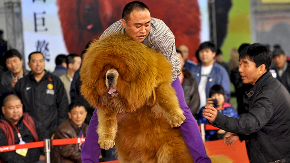 Tibetan Mastiff