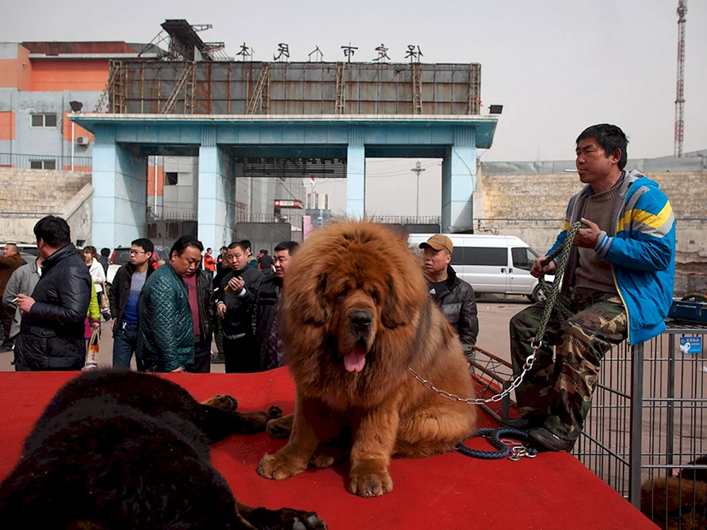 Tibetan Mastiff