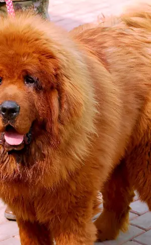 Tibetischer Mastiff