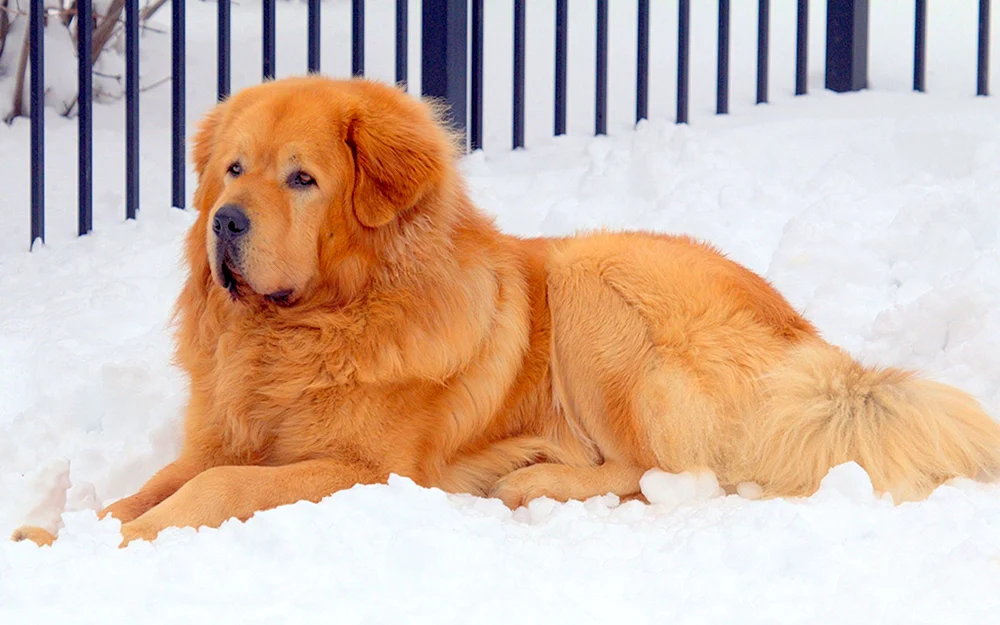 Tibetischer Mastiff