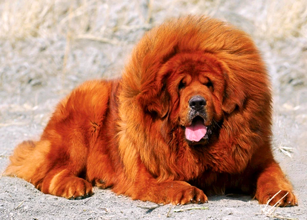 Tibetan Mastiff