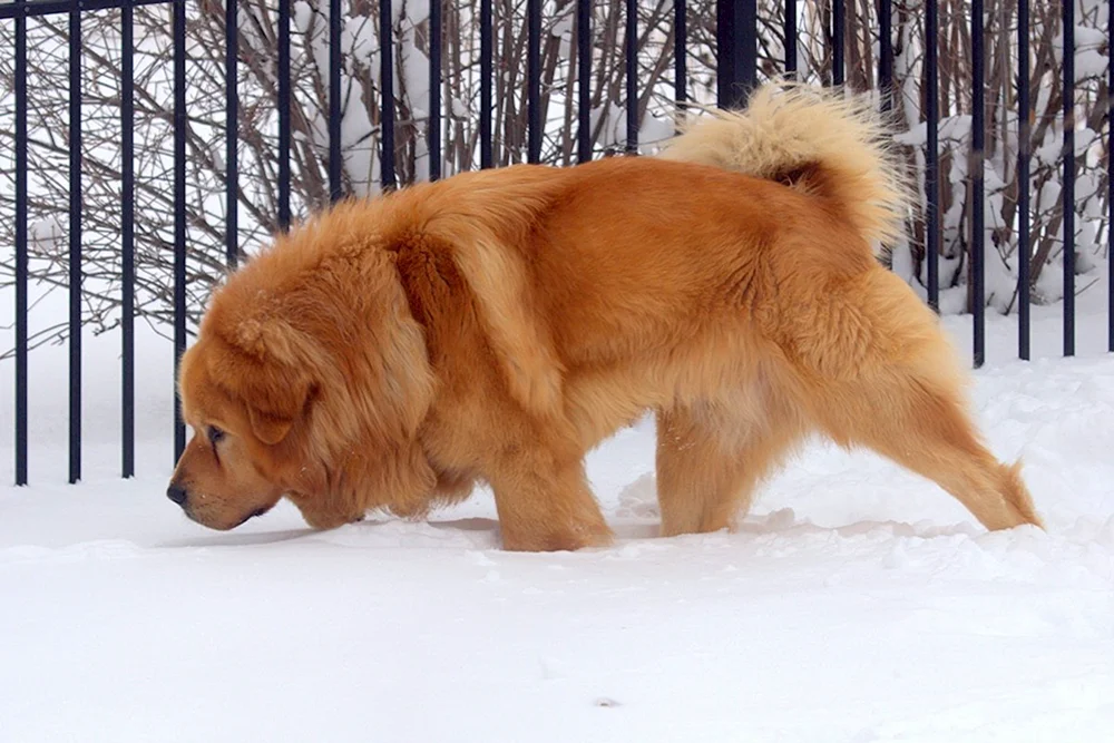 Chow Chow Hund