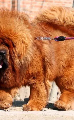 Tibetischer Mastiff