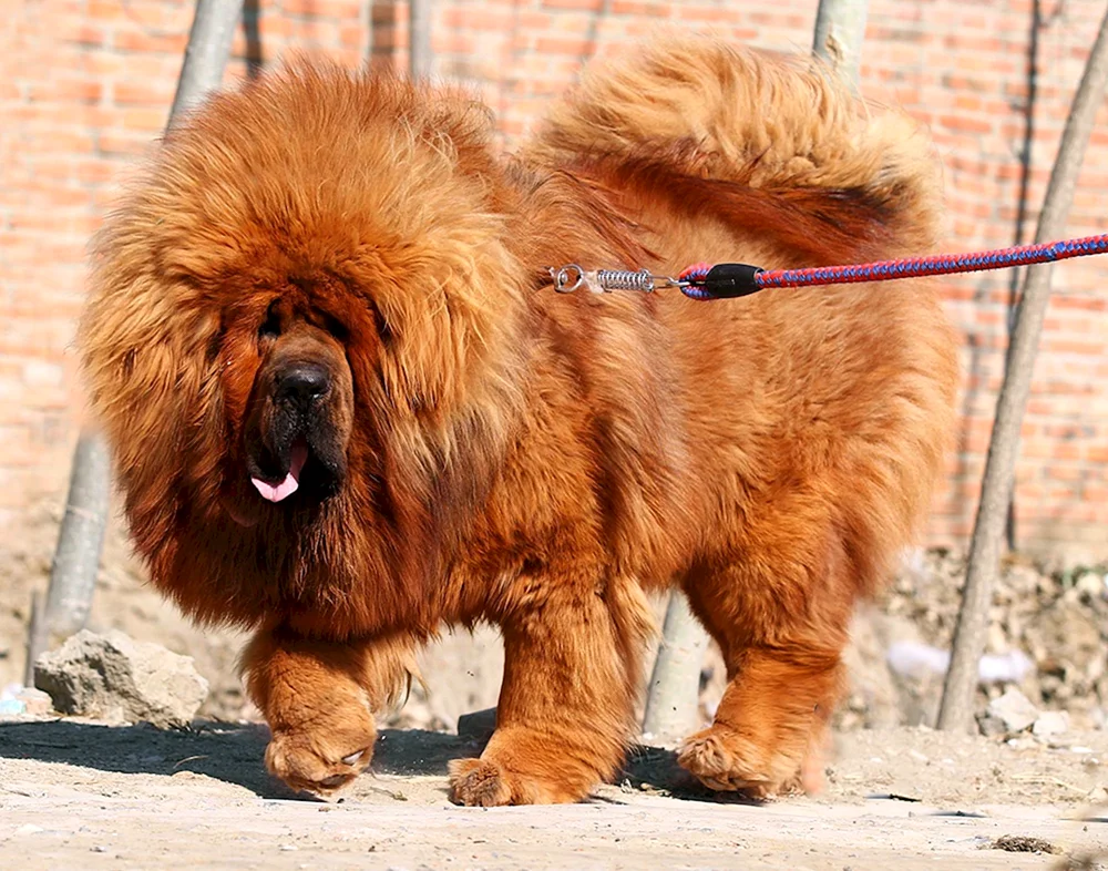 Tibetischer Mastiff