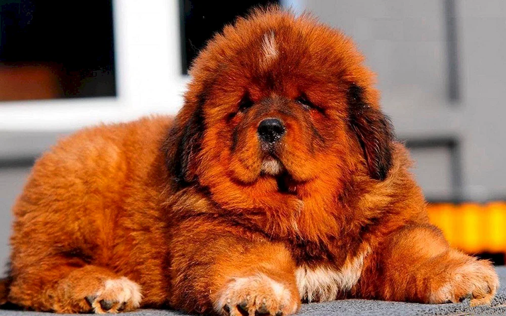 Tibetischer Mastiff