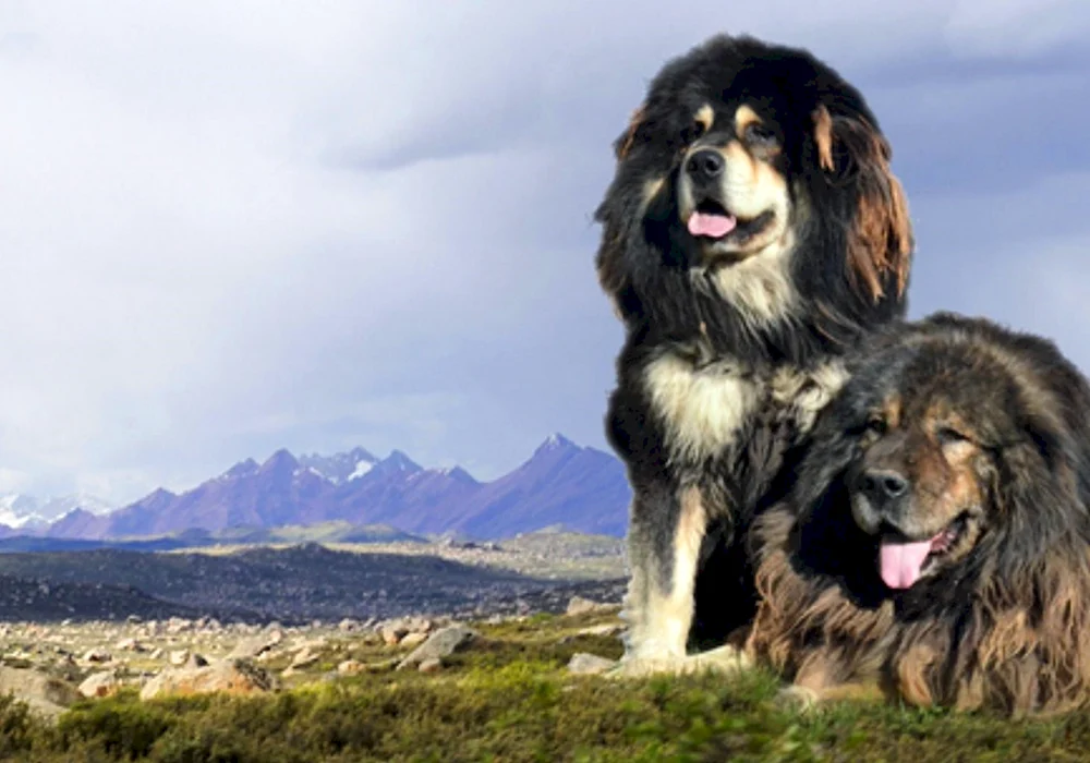 Tibetischer Mastiff