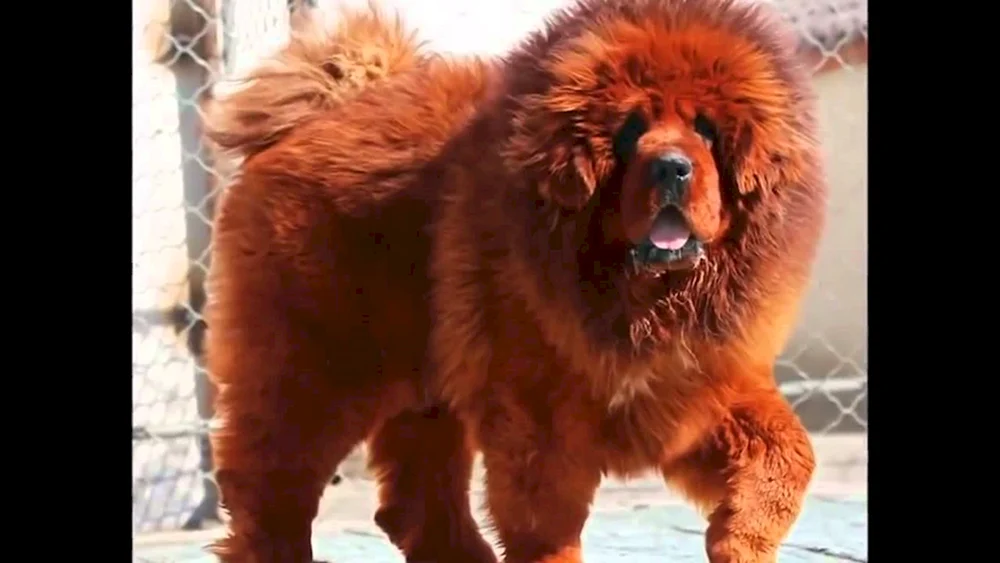 Tibetischer Mastiff